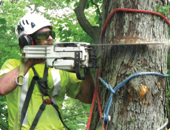 a Wright Tree Services employee cutting down a tree