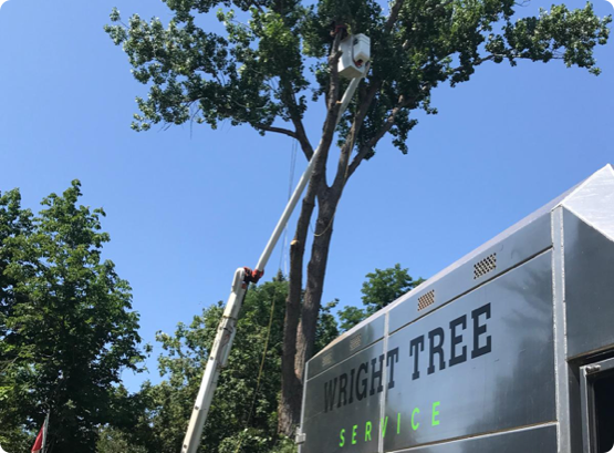 The arborists at Wright Tree Service skillfully remove a tree in Ottawa
