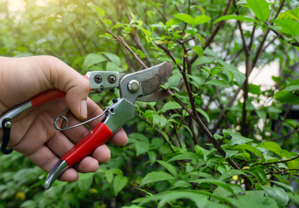 tree pruning with tools