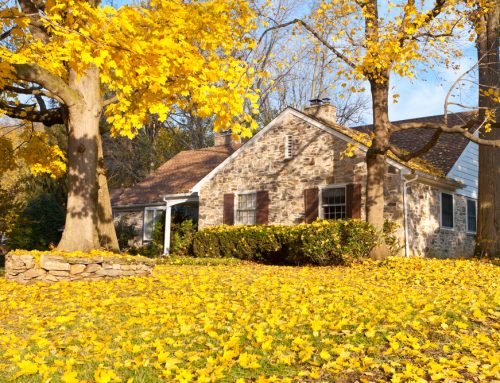 4 Fall Tree Care Tips for Ottawa Homeowners & Property Managers