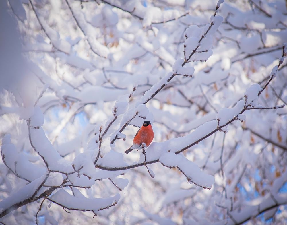 bird on snowy tree in ottawa canada