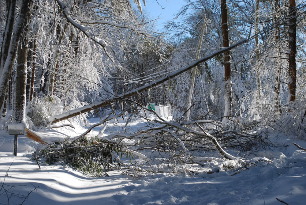 Will Snow On My Trees Cause Damage?