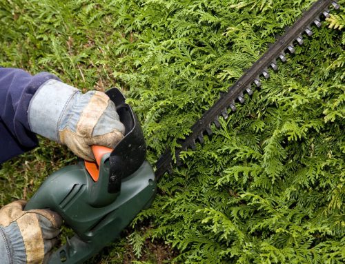 Spring Hedge Trimming: Get Your Hedges Ready for the Growing Season
