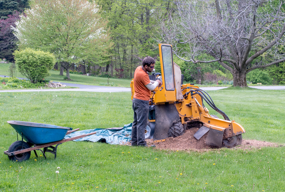Why You Should Hire An Expert For Stump Removal Wright Tree Service