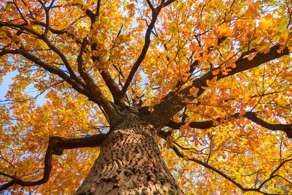 Fall Tree Care & Maintenance Tips