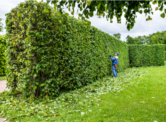 an arborist working on trimming a hedge