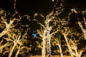 tall trees light up with christmas lights