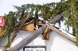 Fallen Tree on Your Property