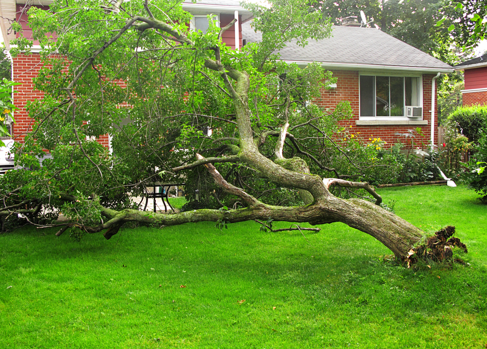 Tree Fall On Your Property