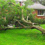 tree falls on your property