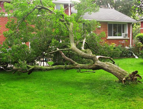 What To Do if a Tree Falls on Your Property
