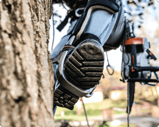 arborist-img-2-new arborist using proper equipment for tree trimming services in Ottawa