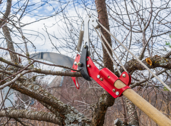 an arborist using a tool to trim a tree of weaker or dead branches