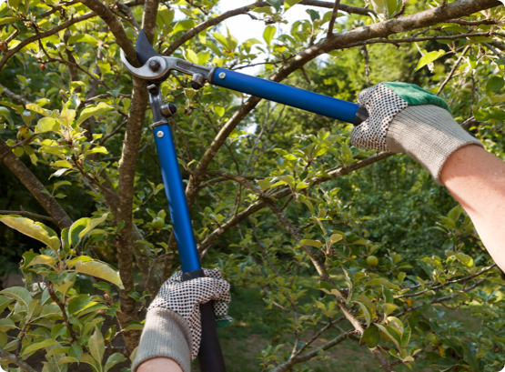 a Wright Tree Employee removing branches from an overgrown tree in Ottawa
