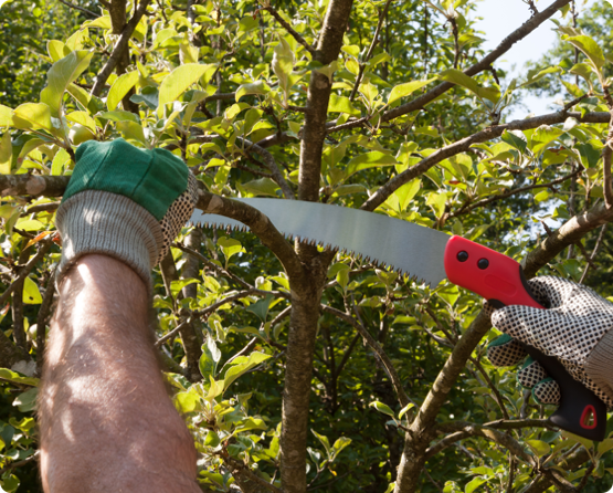 a Wright Tree Services employee removing branches from an overgrown tree