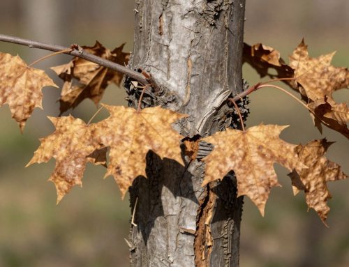 Why Is My Maple Tree Dying? Common Causes & Signs
