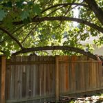 Tree roots or branches from a neighbouring property affecting a residential fence or yard in Ontario