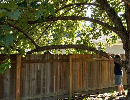 My Neighbour’s Tree Is Damaging My Property in Ontario—what can I Do?