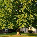 Large healthy maple tree in an Ottawa front yard, the kind of mature tree that should be inspected regularly for hazard signs