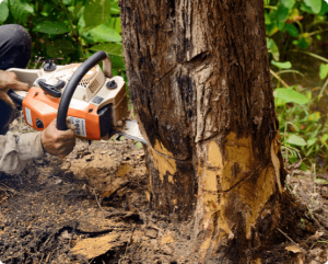 Tree removal equipment used to safely cut and remove a section of a tree