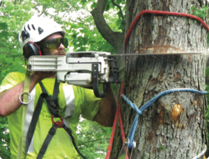 Wright Tree Service team providing professional tree care in Ottawa